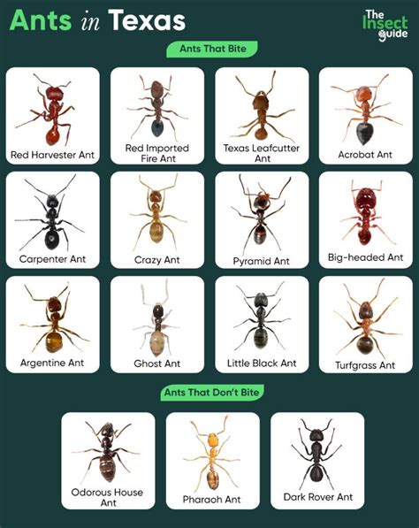 this aint texas|ant identification chart texas.